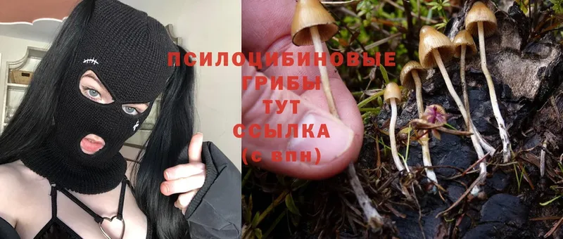 Галлюциногенные грибы Psilocybe  omg маркетплейс  Набережные Челны 